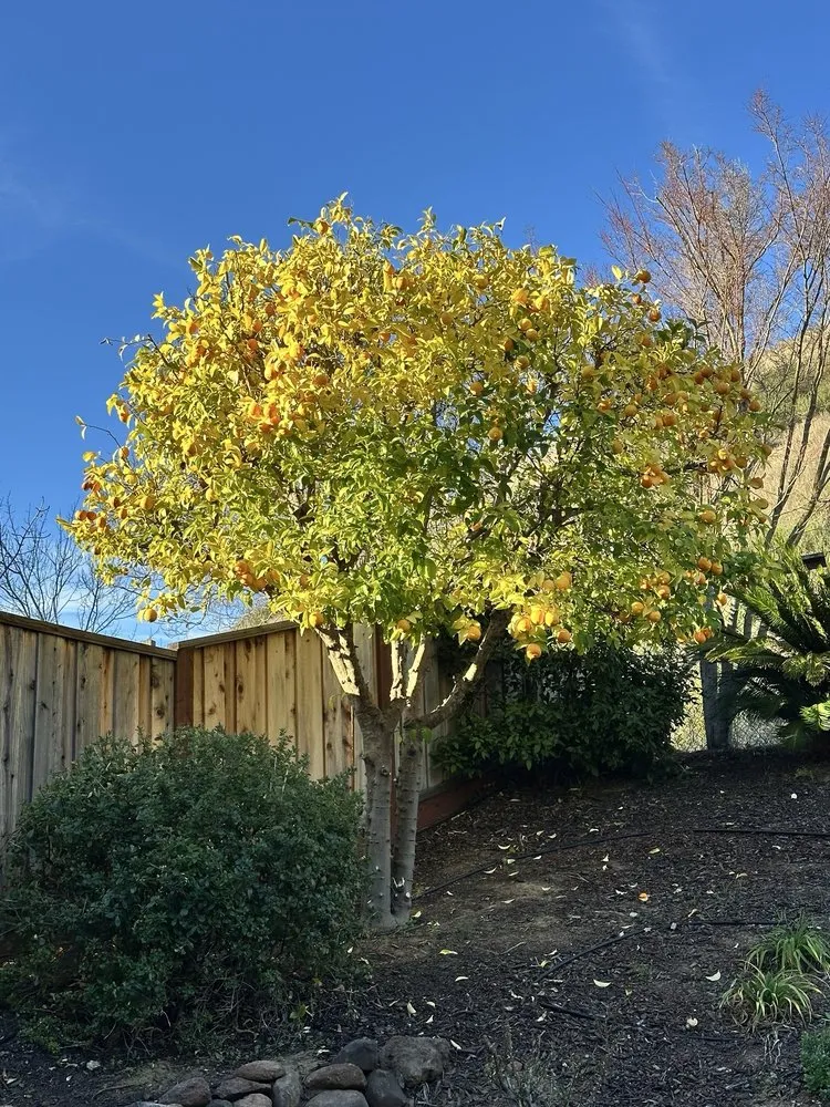 Custom outdoor landscaping in Campbell, CA by Boyd's Tree Service