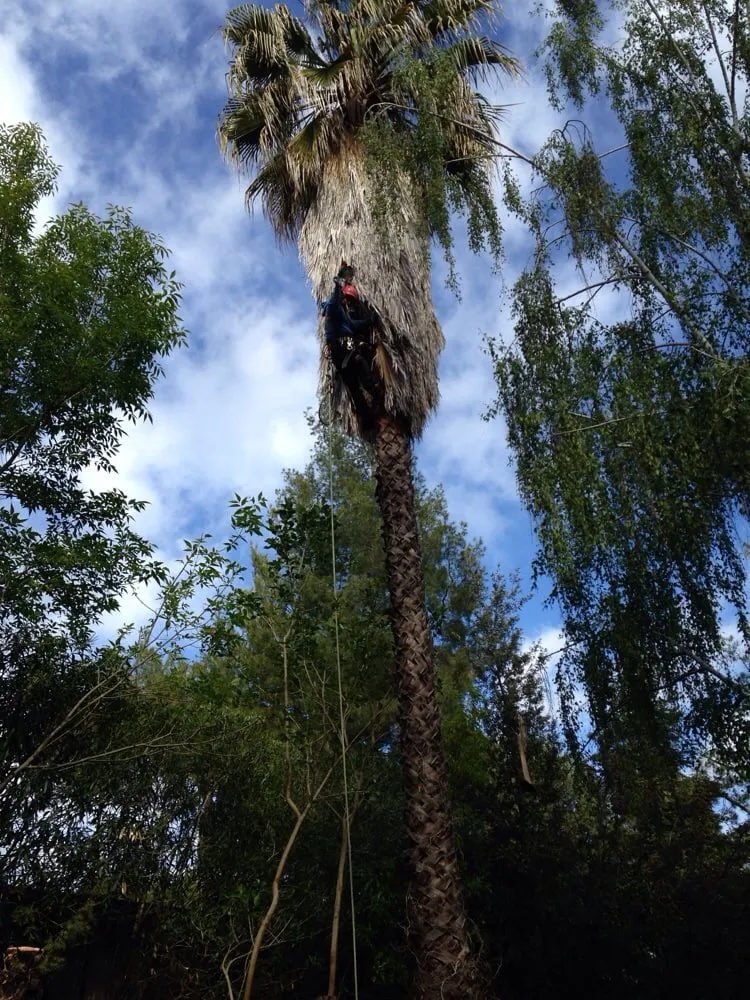 Trusted lawn care service in Campbell, CA by Boyd's Tree Service