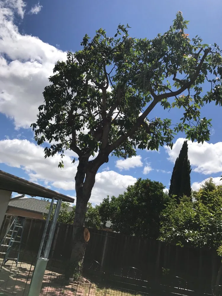 Professional yard cleanup service in Campbell, CA by Boyd's Tree Service