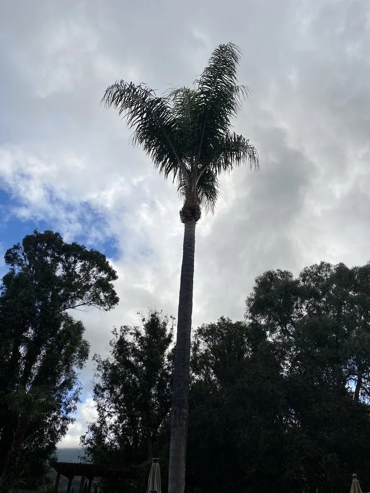Professional residential landscaping in Campbell, CA by Boyd's Tree Service
