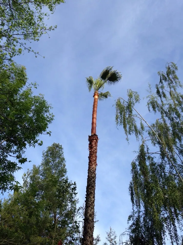 Custom lawn care service experts serving Campbell, CA - Boyd's Tree Service