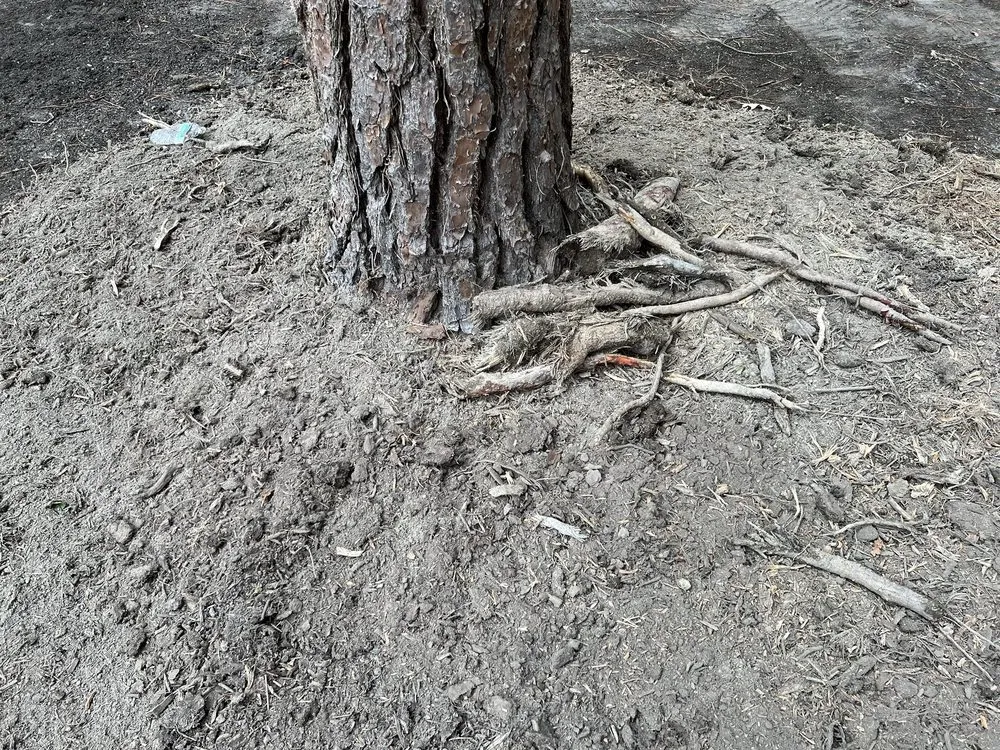 Reliable yard cleanup service with custom design in Virginia Beach, VA by Bozard's Landscaping and Lawn Care