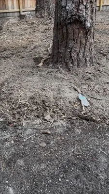 Bozard's Landscaping and Lawn Care Logo