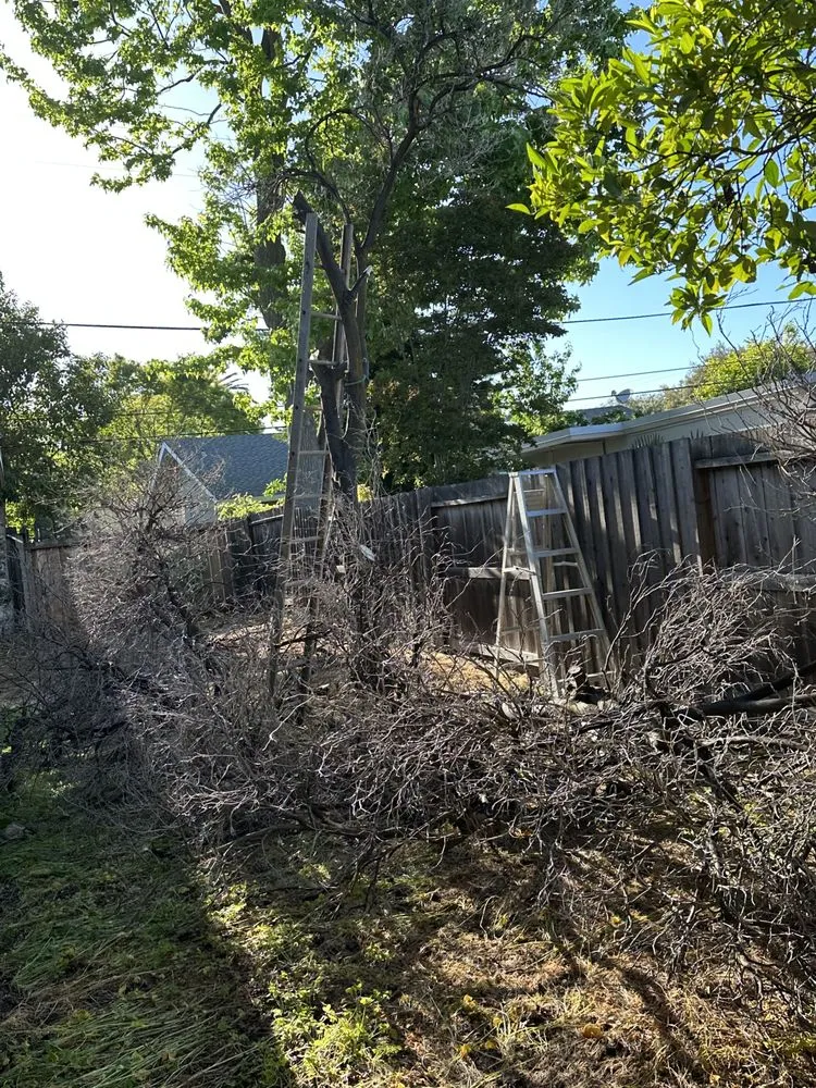Reliable yard cleanup service experts serving Martinez, CA - B&P Gardening Tree Service