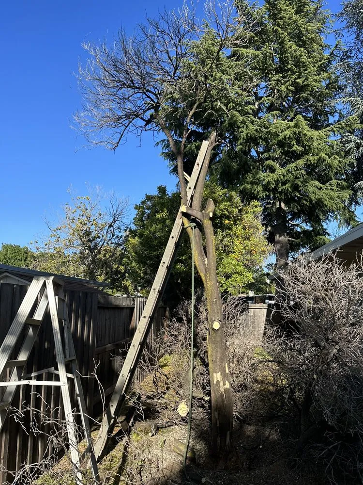 Local lawn care service in Martinez, CA by B&P Gardening Tree Service