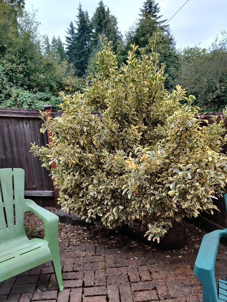 Top-rated yard maintenance in Seattle, WA by Bp Greenworks