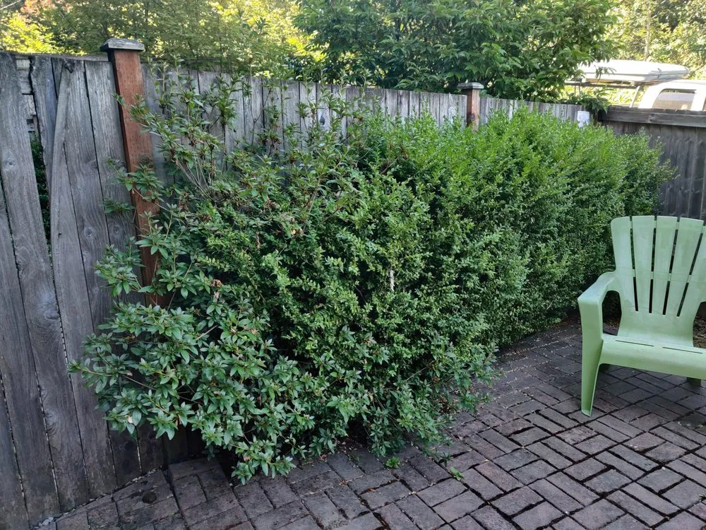 Professional outdoor landscaping experts serving Seattle, WA - Bp Greenworks