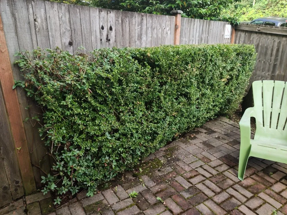 Custom lawn care service experts serving Seattle, WA - Bp Greenworks