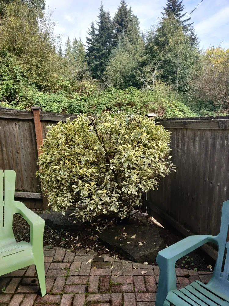 Custom outdoor landscaping for homes in Seattle, WA by Bp Greenworks