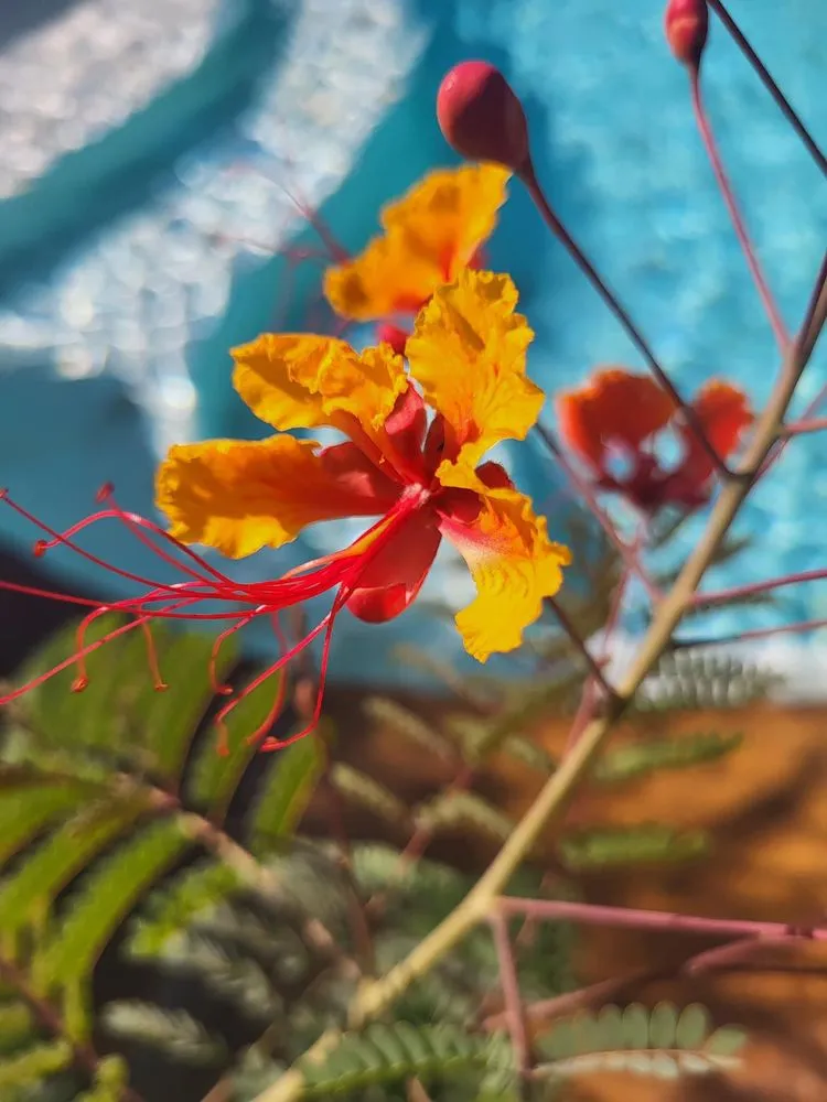 Expert landscape installation near you in Winnsboro, TX by BP Land Services & Irrigation