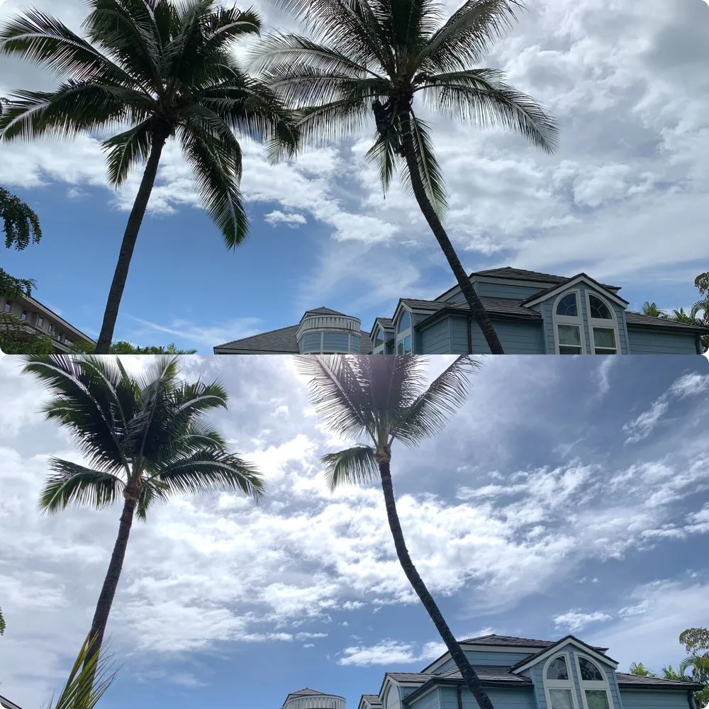 Affordable landscape design for year-round maintenance in Holualoa, HI by BP Landscaping