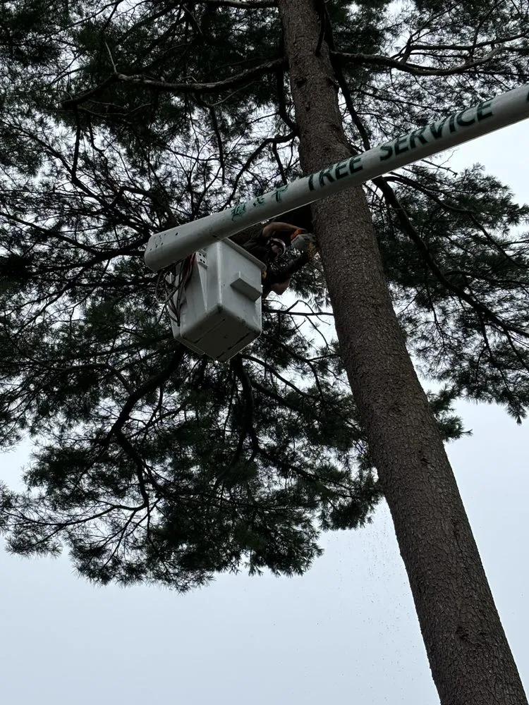 Reliable yard maintenance experts serving Medford, MA - B&P Tree And Landscape