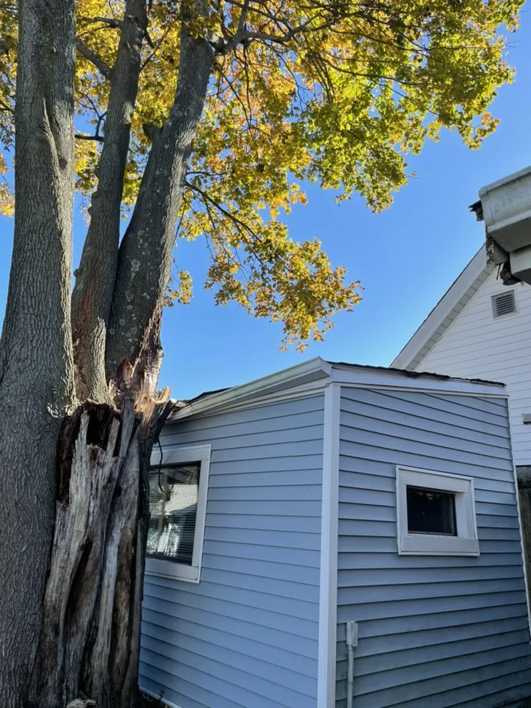 Top-rated yard cleanup service in New Bedford, MA - B&P tree service