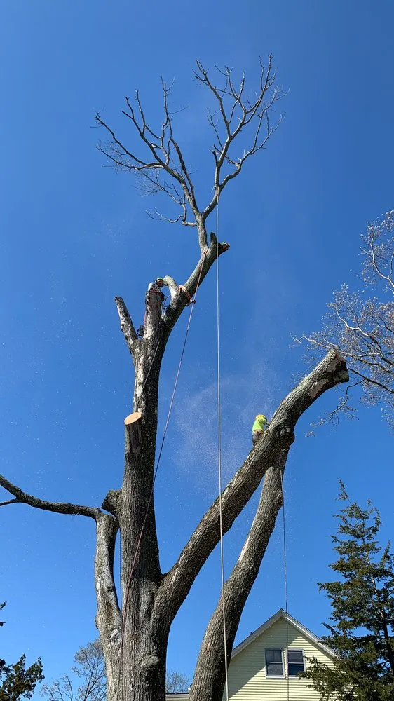 Professional yard maintenance in New Bedford, MA by B&P tree service