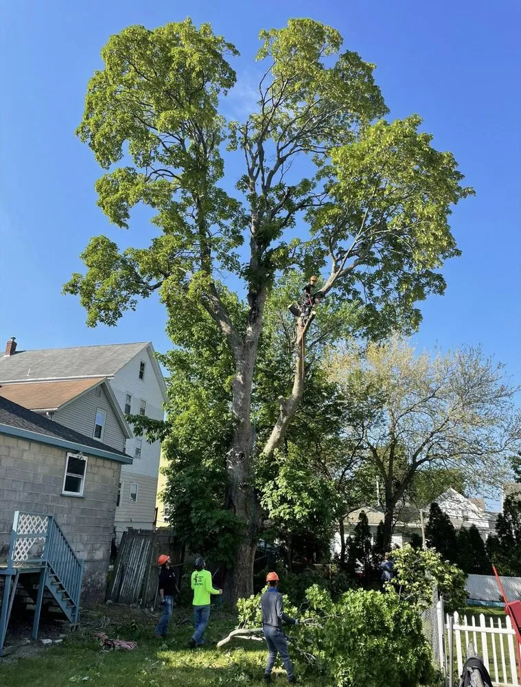 Expert landscape installation for beautiful yards in New Bedford, MA by B&P tree service