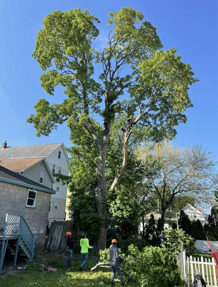 Top-rated residential landscaping near you across New Bedford, MA - B&P tree service