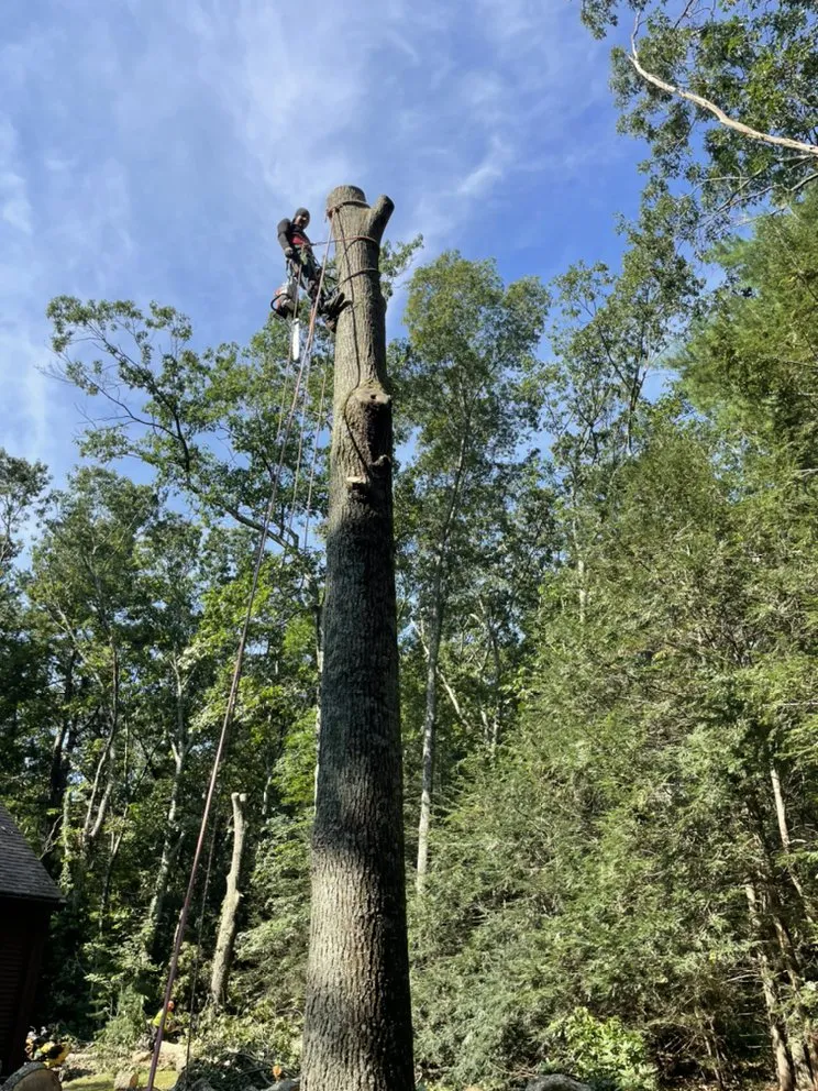 Affordable lawn mowing service in New Bedford, MA by B&P tree service