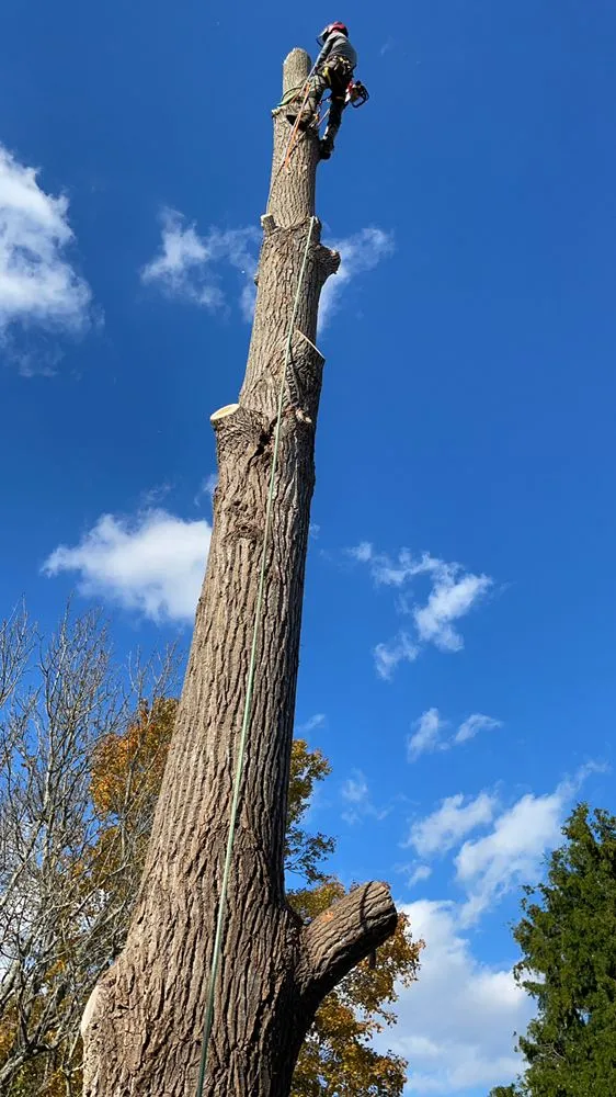 Trusted yard cleanup service experts serving New Bedford, MA - B&P tree service
