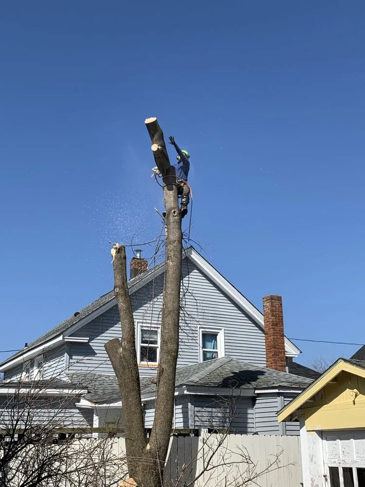 Top-rated yard cleanup service for residential properties across New Bedford, MA - B&P tree service