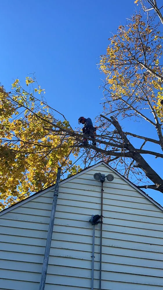 Local lawn care service experts serving New Bedford, MA - B&P tree service