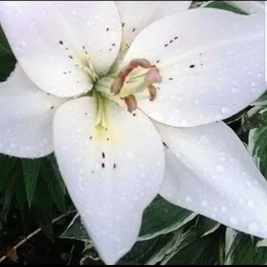 Top-rated landscape installation for homes in Medway, MA by BP Landscape And Design