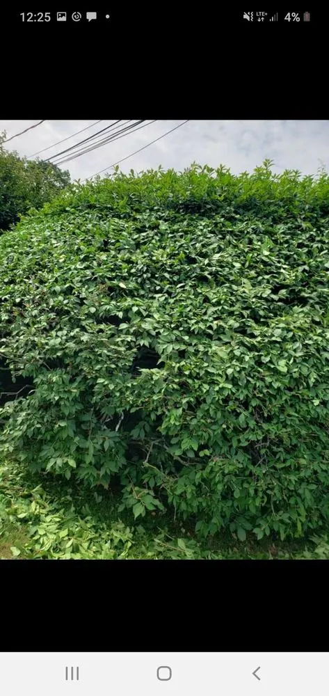 Affordable landscape installation in Medway, MA - BP Landscape And Design