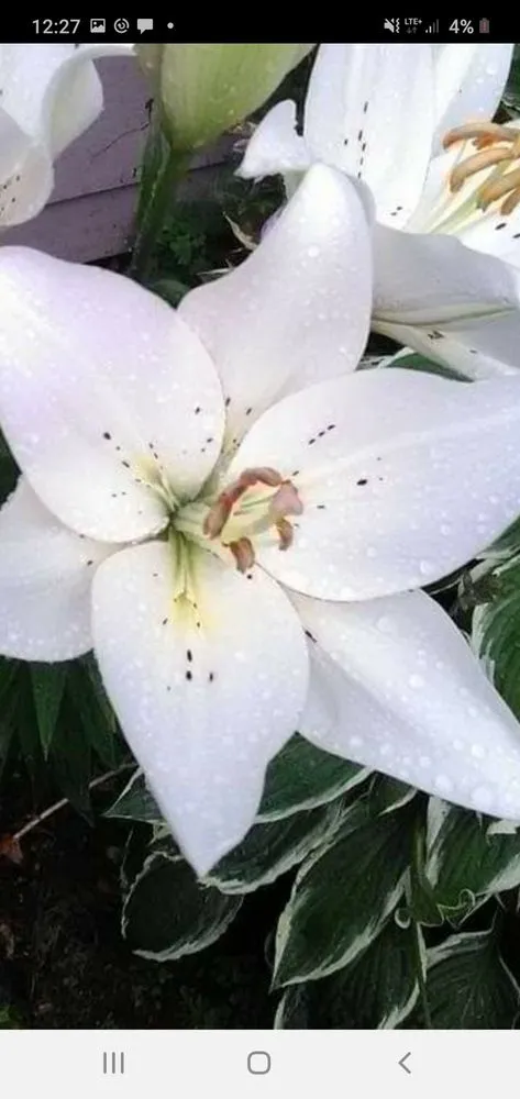 Top-rated lawn care service with custom design in Medway, MA by BP Landscape And Design