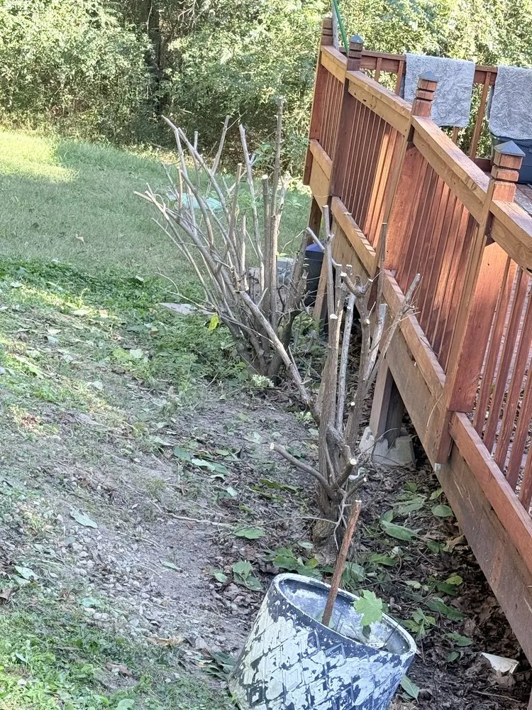 Trusted lawn care service in Charlotte, TN by BPs