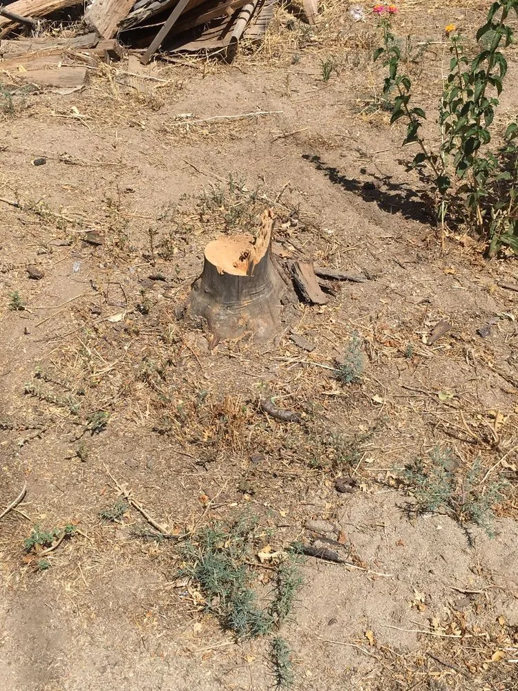 Trusted landscape installation for outdoor upgrades across adelanto, CA - Bracken's Landscaping