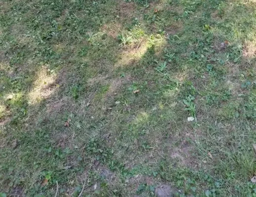 Brackett's Lawn Service Logo