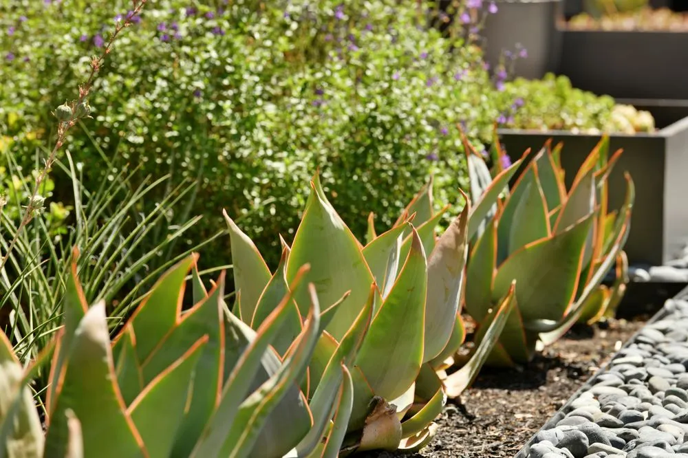 Professional outdoor landscaping experts serving San Leandro, CA - Brad Dodge Designs