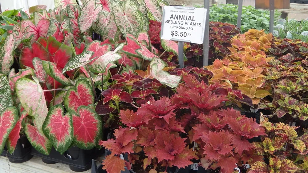 Top-rated landscaping services for beautiful yards across Rogers, AR - Bradford Yard Living + Landscaping