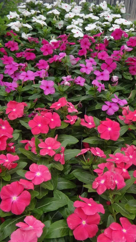 Custom landscape design near you in Rogers, AR by Bradford Yard Living + Landscaping