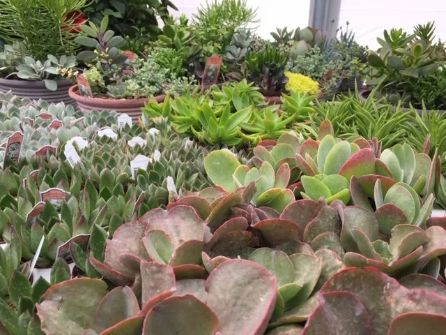 Top-rated yard cleanup service experts serving Rogers, AR - Bradford Yard Living + Landscaping