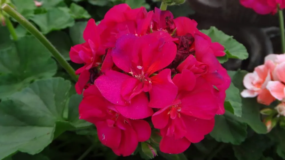 Trusted yard cleanup service for homes across Rogers, AR - Bradford Yard Living + Landscaping