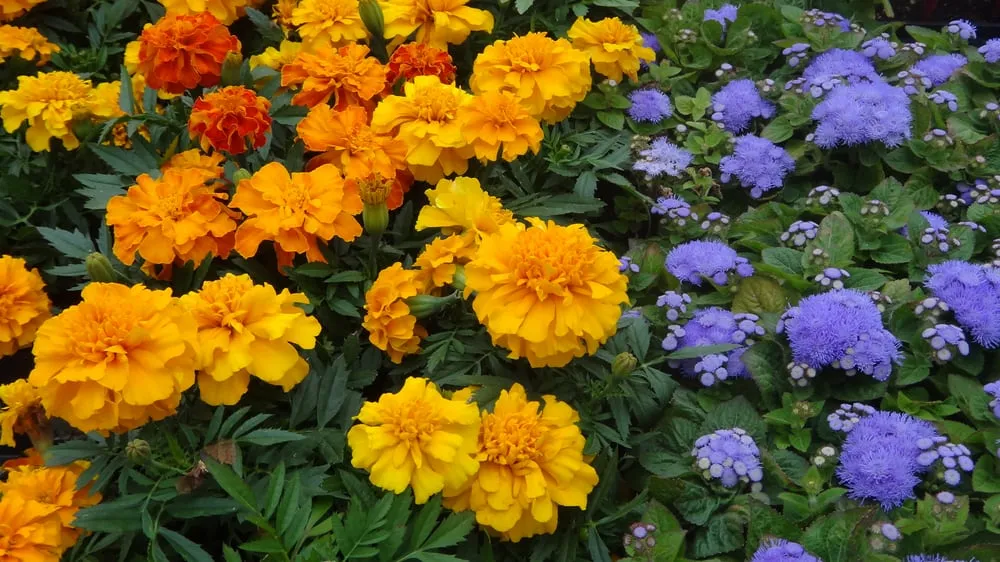 Expert yard maintenance experts serving Rogers, AR - Bradford Yard Living + Landscaping