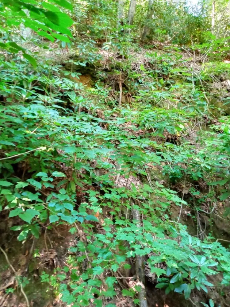 Custom lawn care service in Pigeon Forge, TN by Bradley services