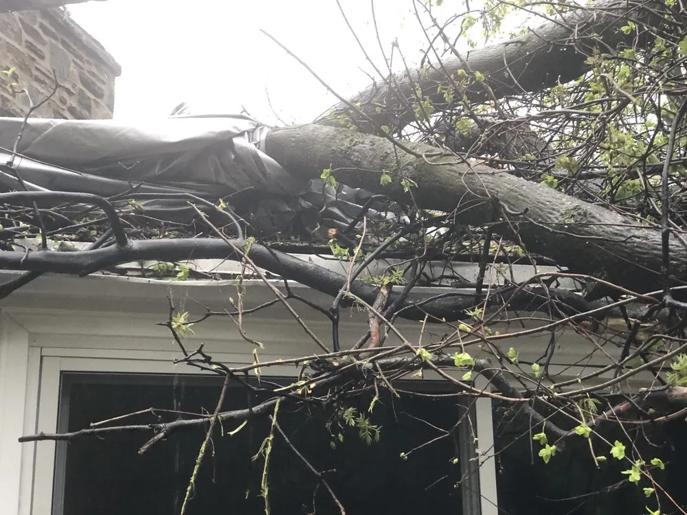 Custom yard cleanup service in Broomall, PA by Bradley Tree Experts