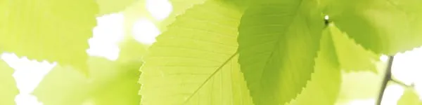 Bradley's Tree Service Logo