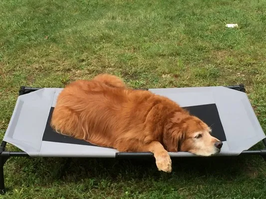 Bradlys Services Logo