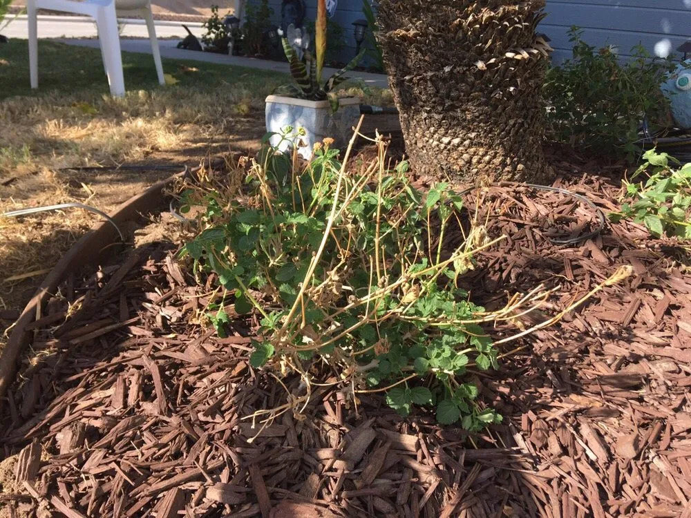 Affordable lawn mowing service with custom design across Hemet, CA - Brad's Affordable Landscaping