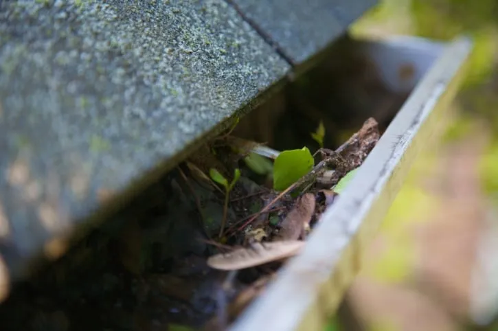 Trusted lawn mowing service in Hemet, CA by Brad's Affordable Landscaping