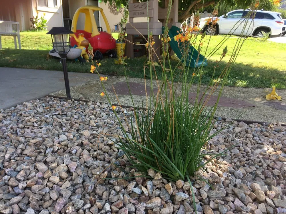 Top-rated lawn care service for year-round maintenance in Hemet, CA by Brad's Affordable Landscaping