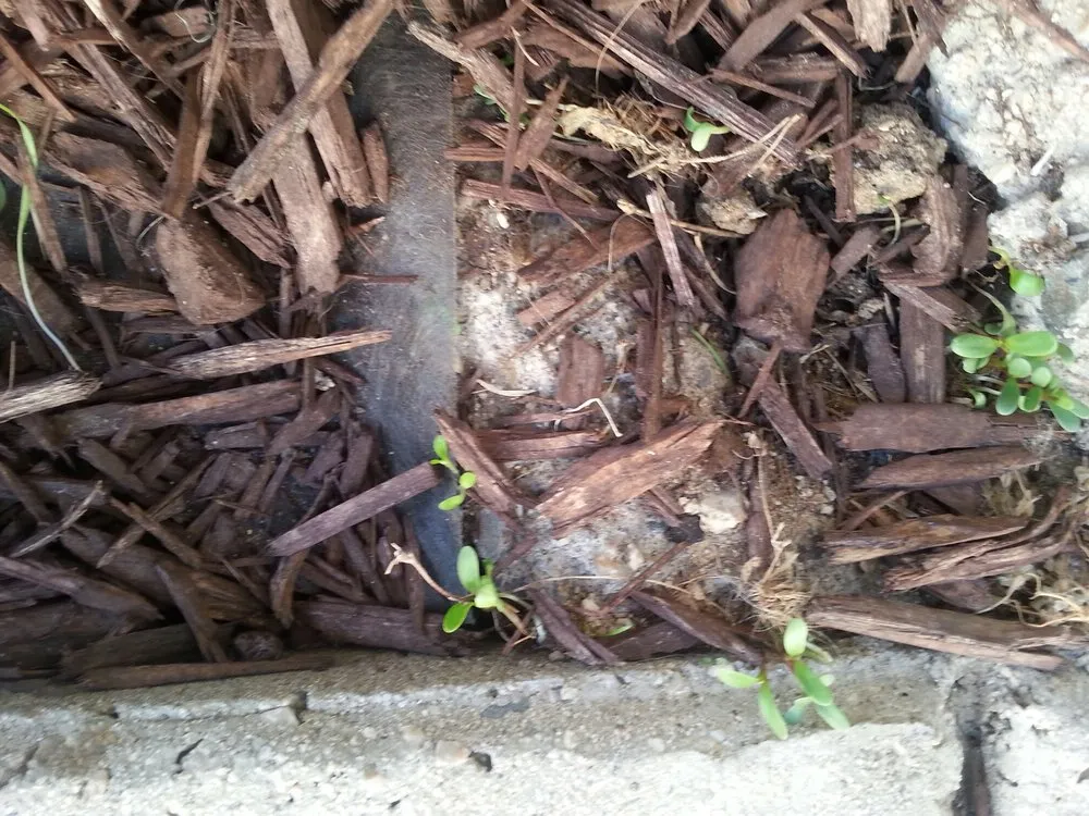 Professional landscaping services experts serving Hemet, CA - Brad's Affordable Landscaping