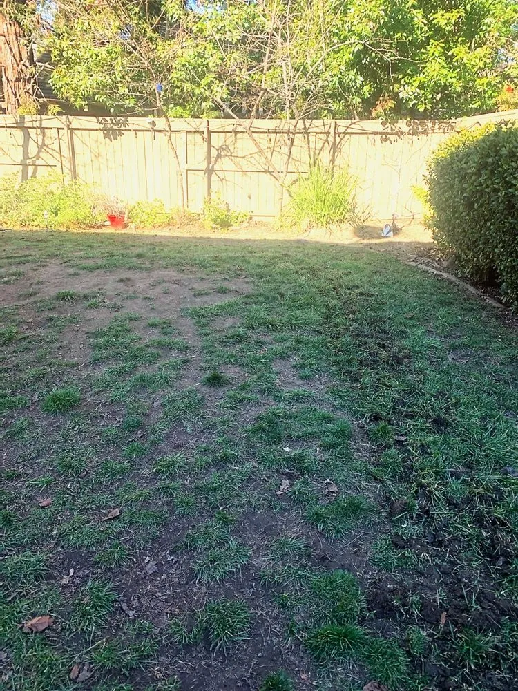 Professional landscape installation for outdoor upgrades across Fair Oaks, CA - Brads Landscaping & Irrigation