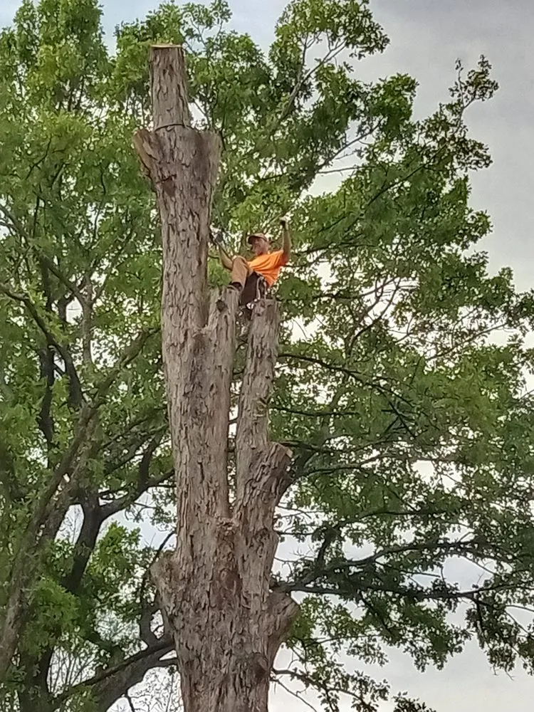 Top-rated landscape installation in Piedmont, SC by Brad's Tree Care