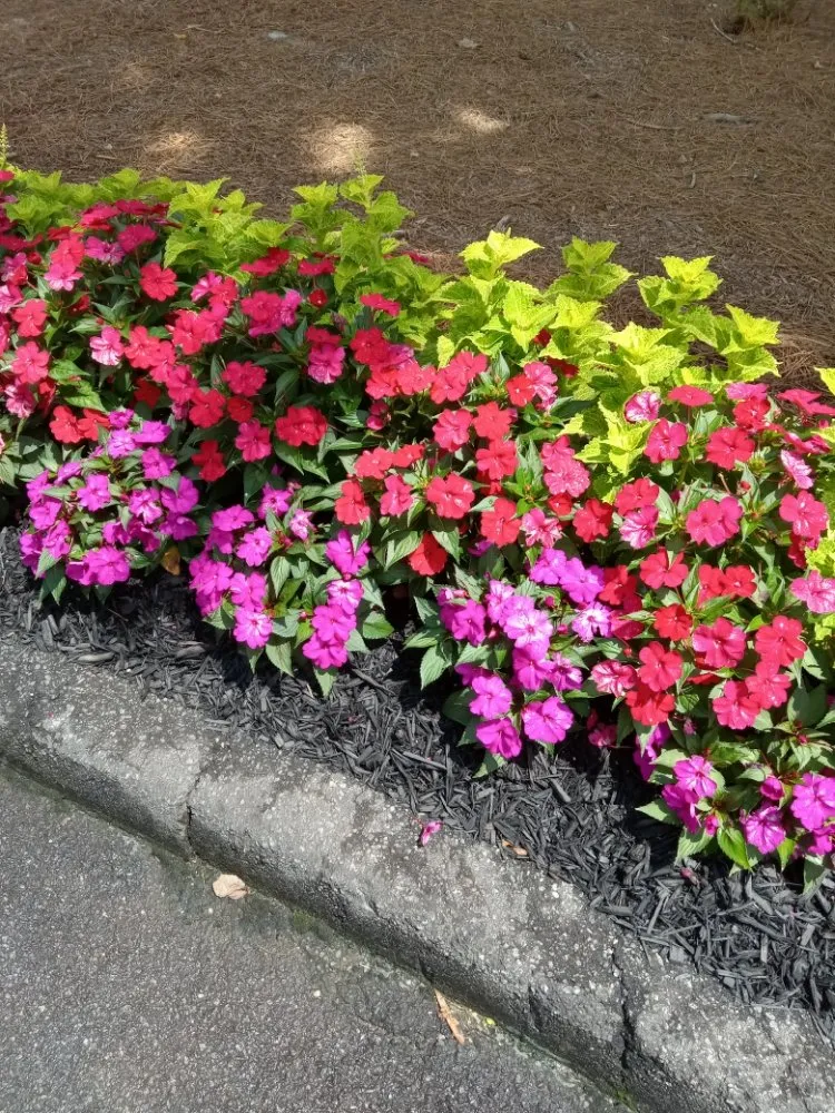 Trusted landscape design for homes in Columbus, GA by Bradshaw Lawn Services