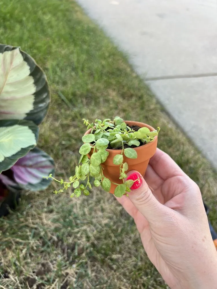 Top-rated yard maintenance in Wichita, KS - Brady Nursery