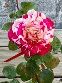 Top-rated yard cleanup service in Wichita, KS - Brady Nursery