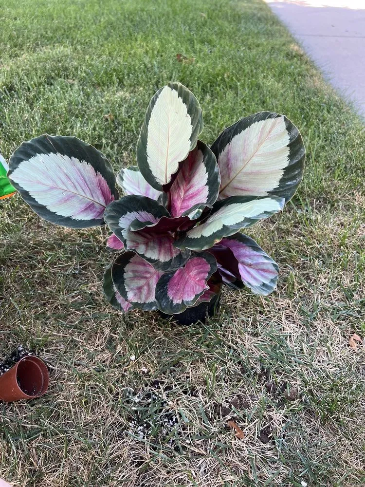 Affordable yard maintenance in Wichita, KS - Brady Nursery